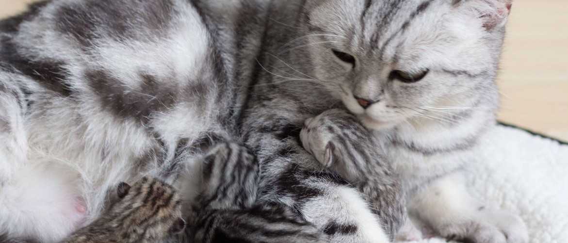 Сколько длится беременность кошек: признаки и сроки вынашивания котят по времени для разных пород