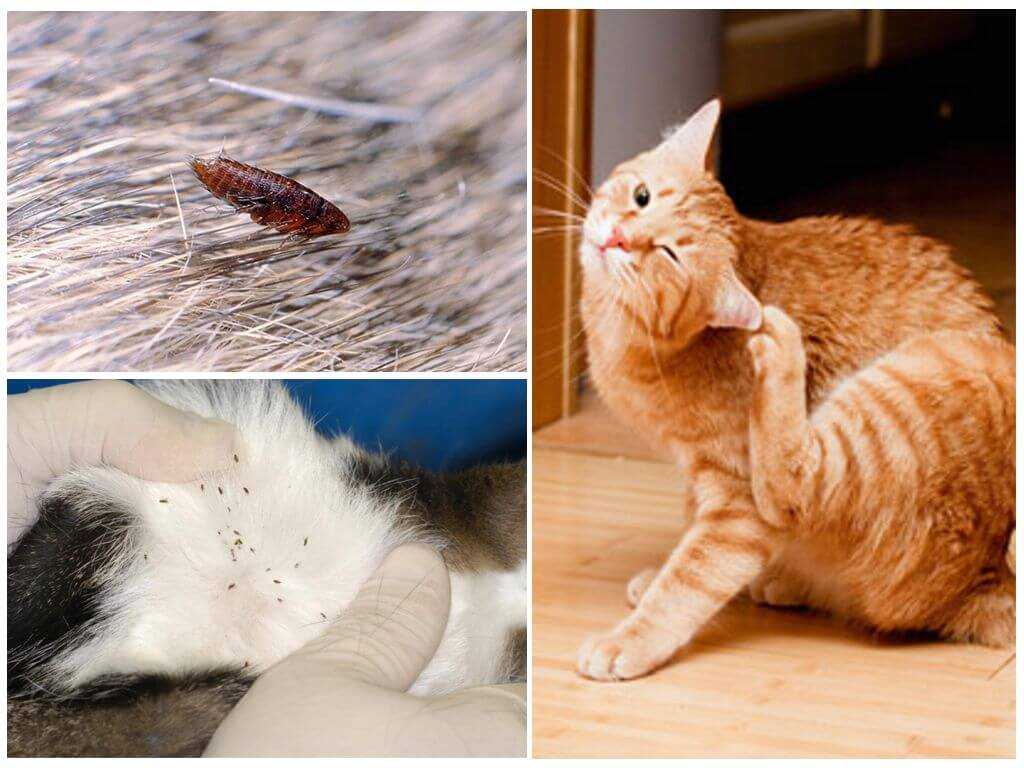 Главная проблема кошатников - это различные болезни, связанные с причиной заражения паразитами, зачастую их докучающих. В данной статье рассмотрим тему: лечение блох у кошек.