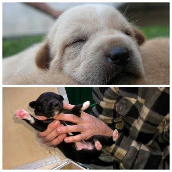 Выпадение глазного яблока у собаки - причины,  лечение заболеваний глаз у собак в москве. ветеринарная клиника "зоостатус"