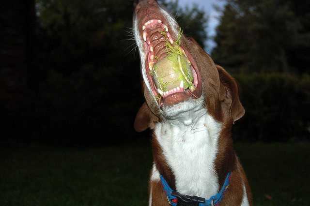 Почему собака часто открывает рот