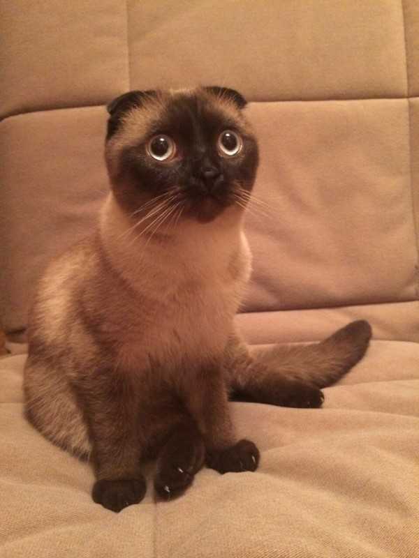 Тайская кошка фото, описание породы и характер, цена котят, отзывы