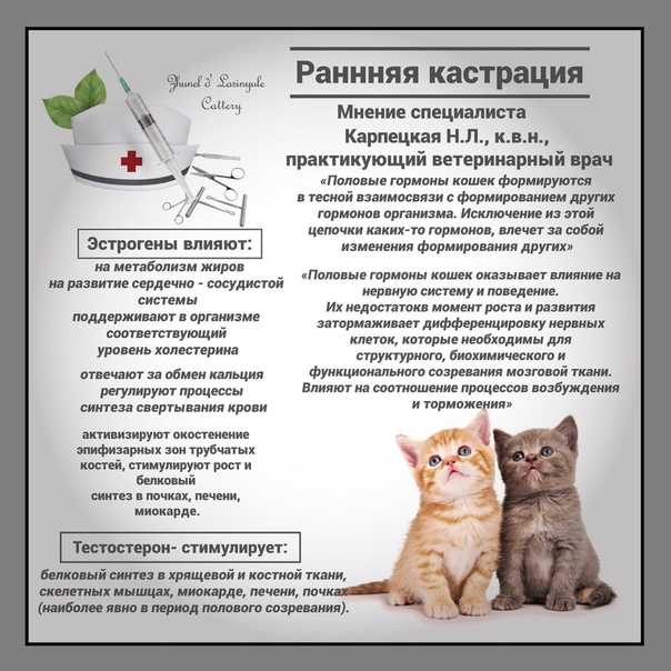 Сколько живут кошки, коты, продолжительность жизни, как продлить жизнь: от чего зависит, влияет ли пол, средняя продолжительность - vet-call24 киев
