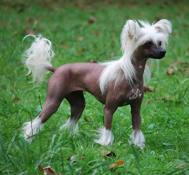 Китайская хохлатая собака фото и описание породы, цена щенка, китайская хохлатая пуховая
