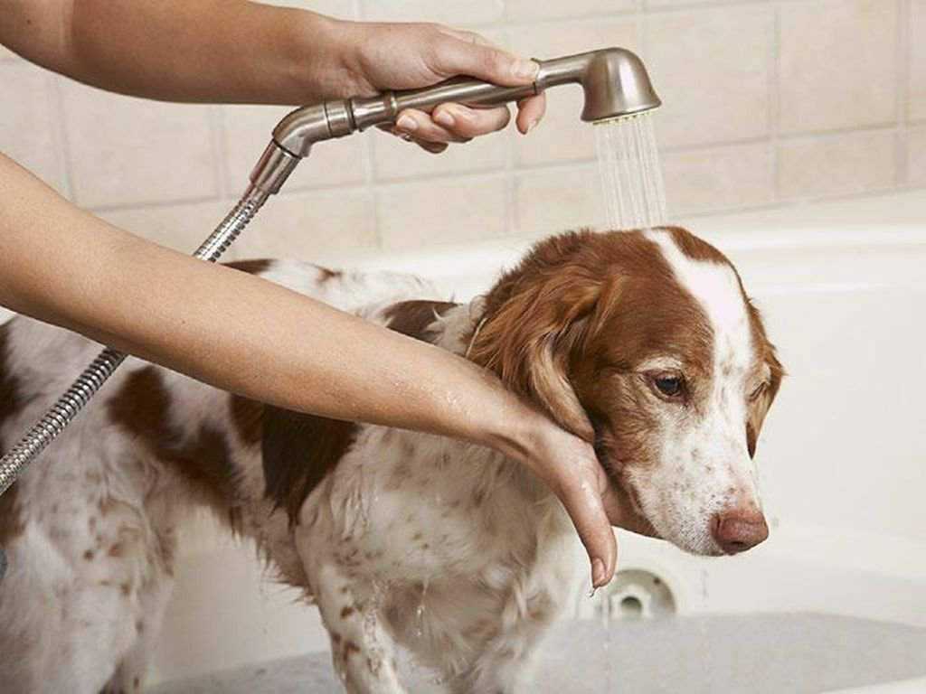 Как мыть большую собаку дома