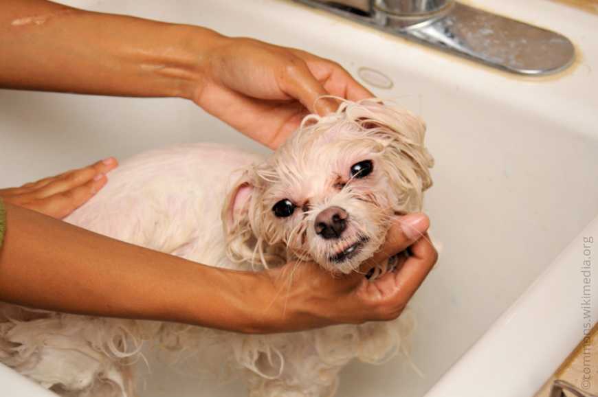 Каким средством и как часто можно мыть собаку: все о купании четвероногих питомцев