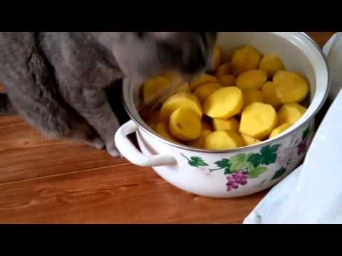 Можно кормить котенка вареной картошкой