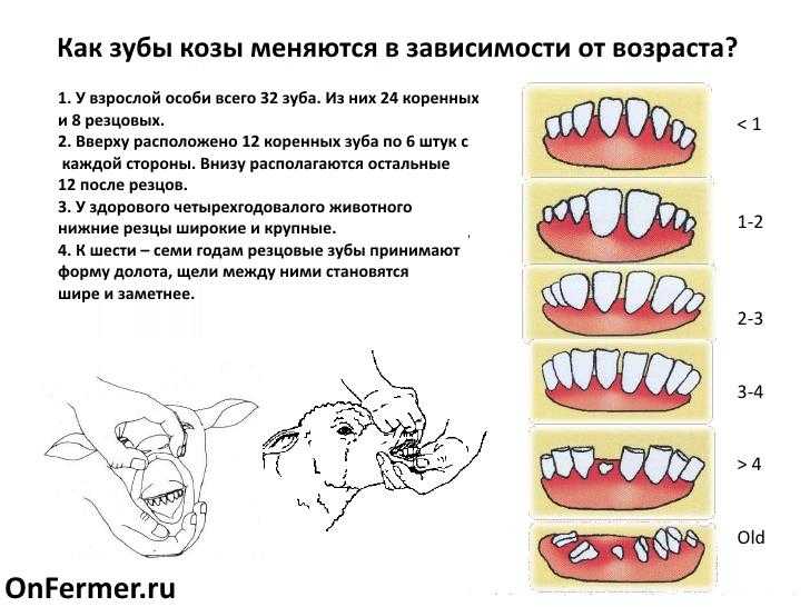 Зубы собаки - прикус, профилактика болезней