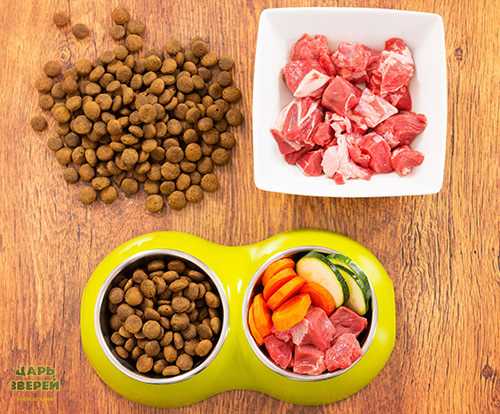 Можно ли кормить собаку натуральным и сухим кормом одновременно и как это правильно делать?