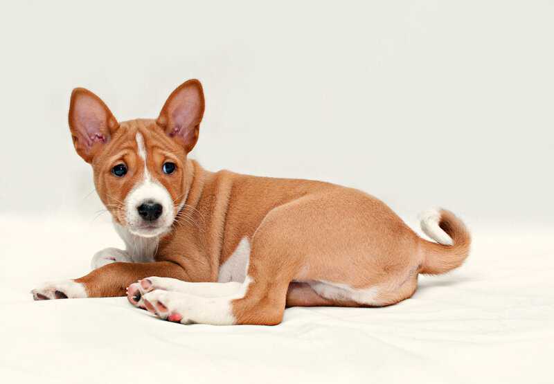 Собака басенджи: описание породы, характеристика собаки, фото