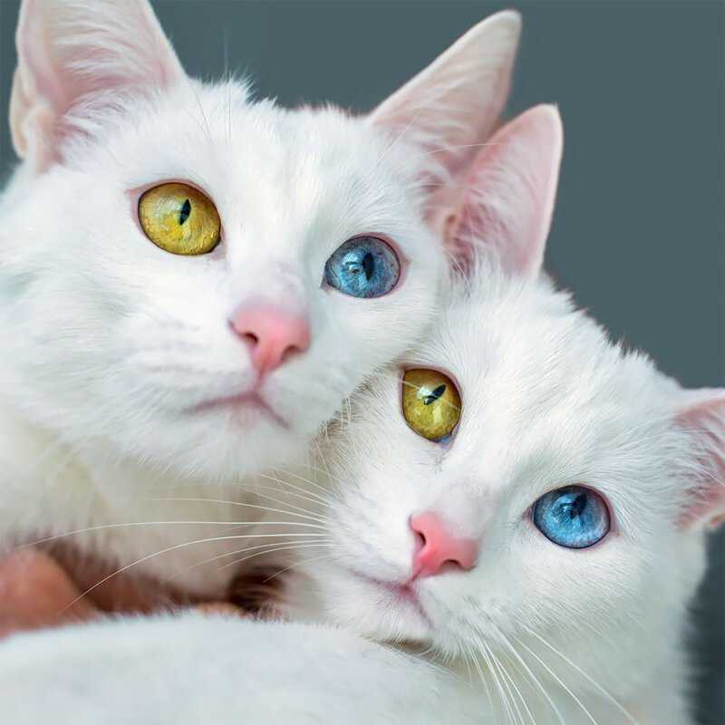 Белый кот (38 фото): названия и описания пород белых домашних кошек, пушистый котенок-альбинос