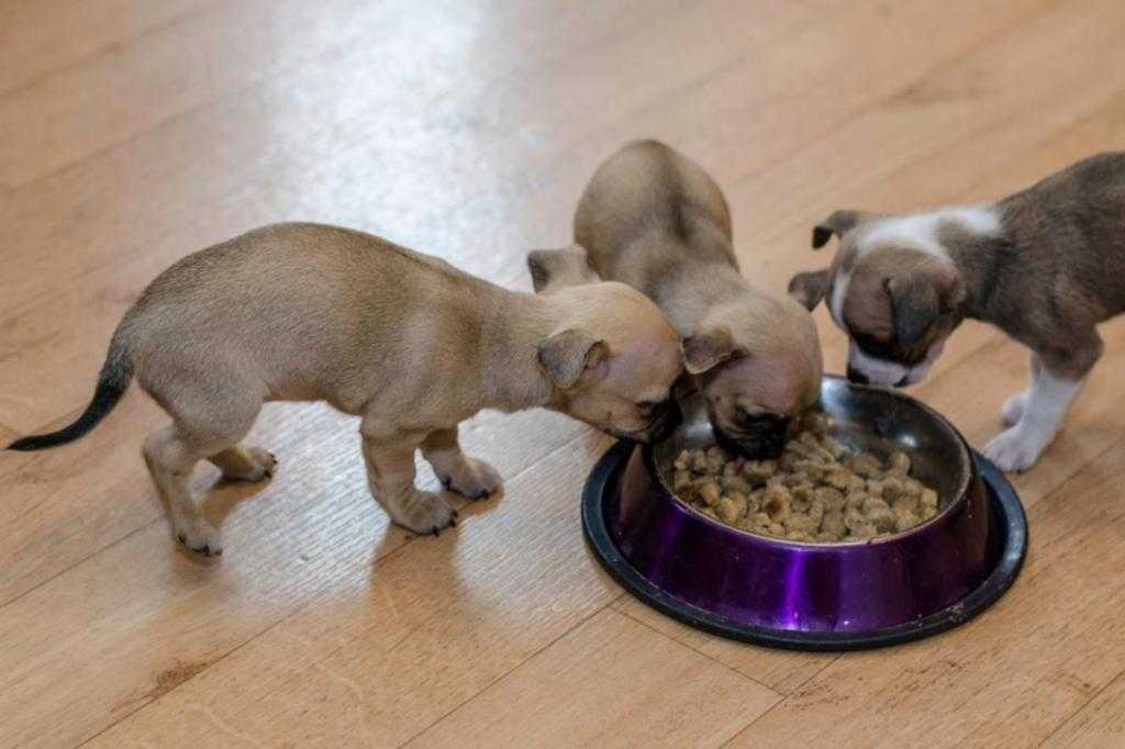 Чем кормить щенка чихуахуа в 1, 2 месяца в домашних условиях?