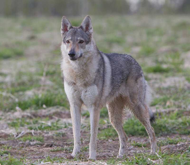 Чехословацкий влчак: описание волчьей собаки, стандарты внешности, уход, цены, фото