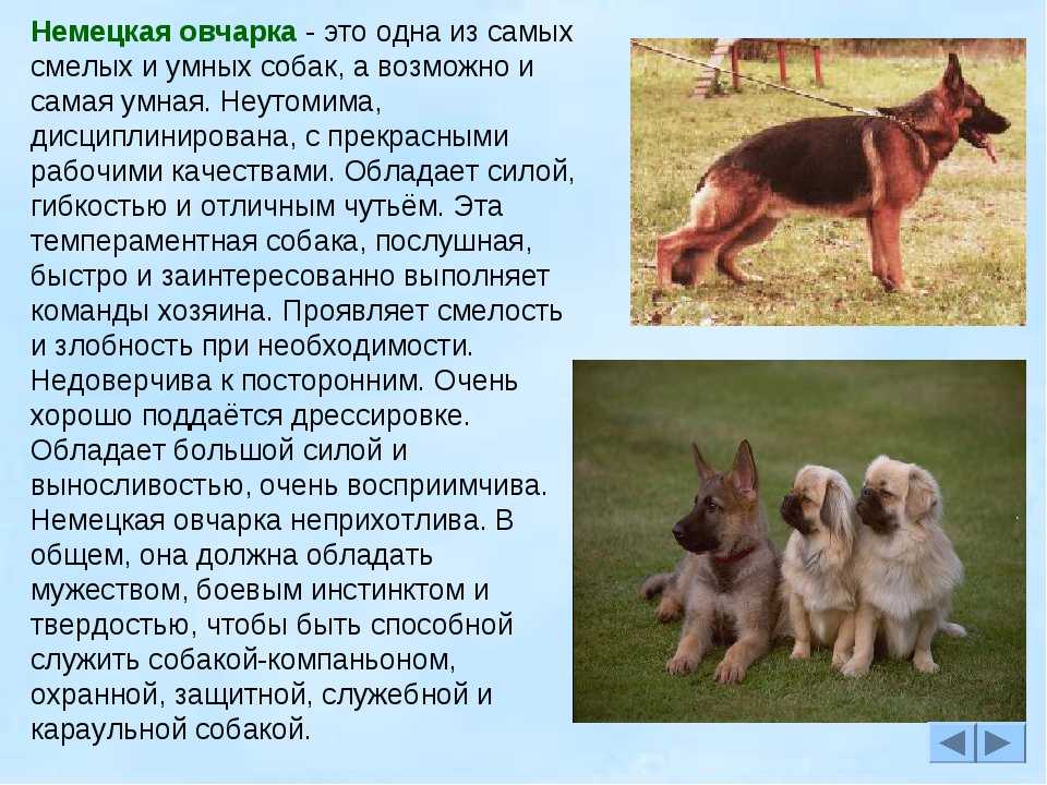 Все о породе «шарпей»: фото собак, описание стандарта, особенности характера, правила ухода и отзывы владельцев