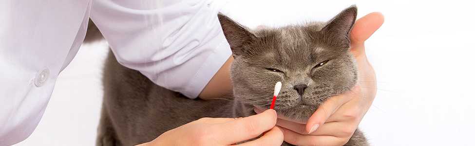 Насморк у кошек. лечение и другие симптомы.