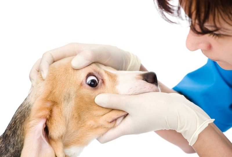 Консервативное лечение собак и кошек с черепно-мозговой травмой