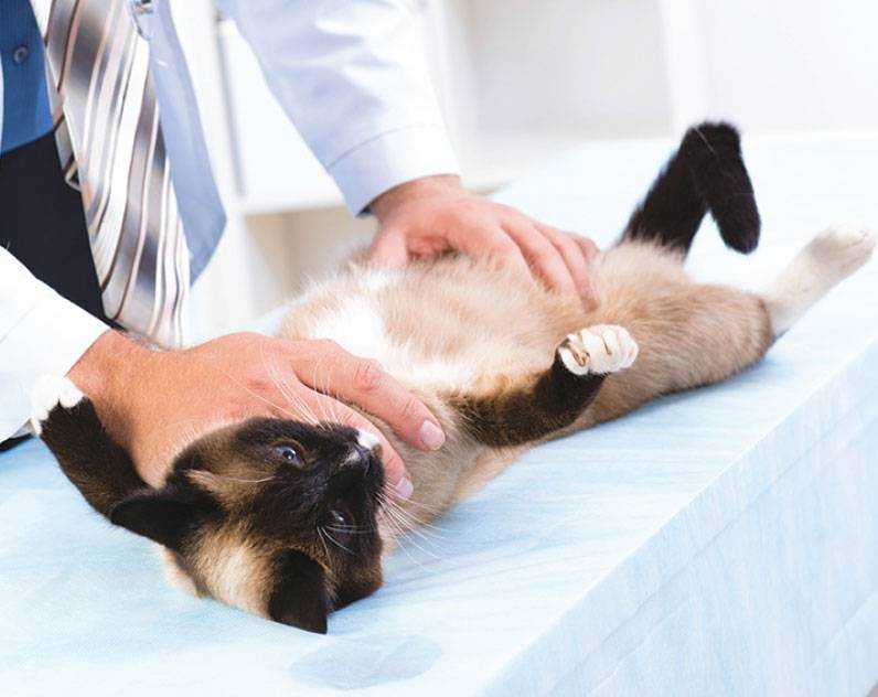 Всё о методах кастрации кота. кастрация котов в ветеринарной клинике санавет, г. москва