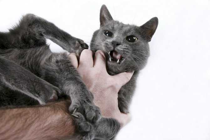 Почему кусаются кошки | блог ветклиники "беланта"