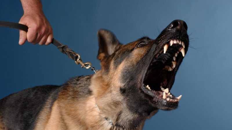Собака кусается: причины и методы исправления поведения | блог ветклиники "беланта"