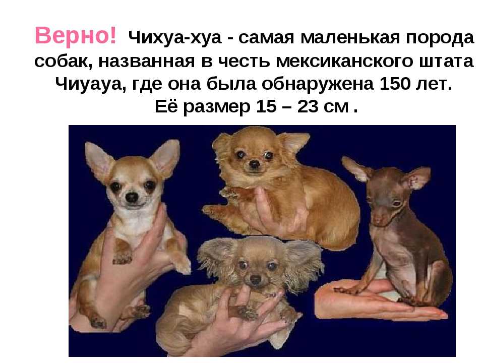Чихуахуа собака: фото, описание породы, характер, уход, питание и цены