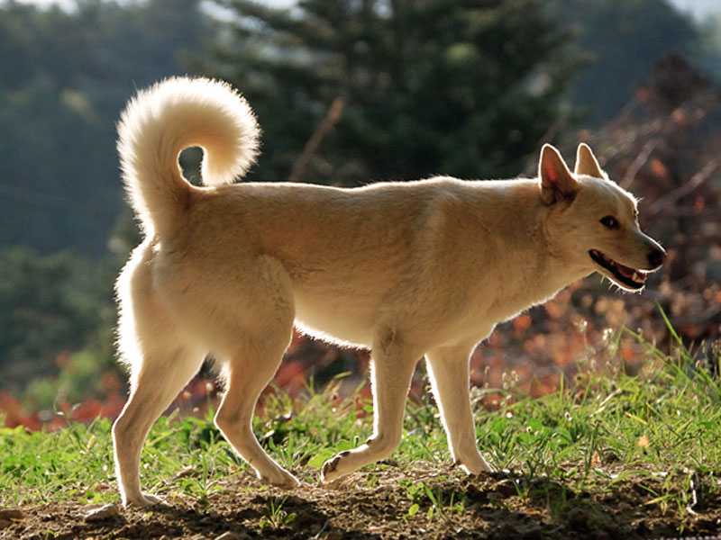 Ханаанская собака: фото, описание, характер, содержание, отзывы