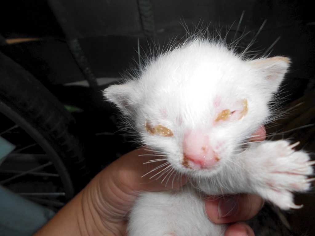 Почему котенок чихает: причины, симптомы, лечение, осложнения | блог ветклиники "беланта"