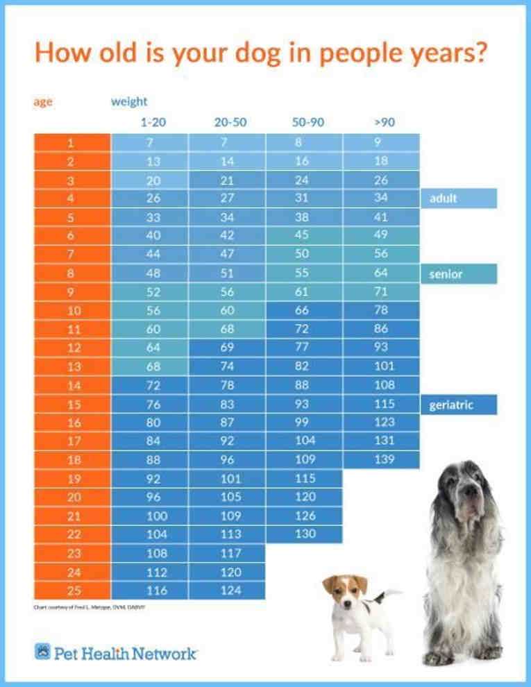 Как определить возраст собаки по человеческим меркам