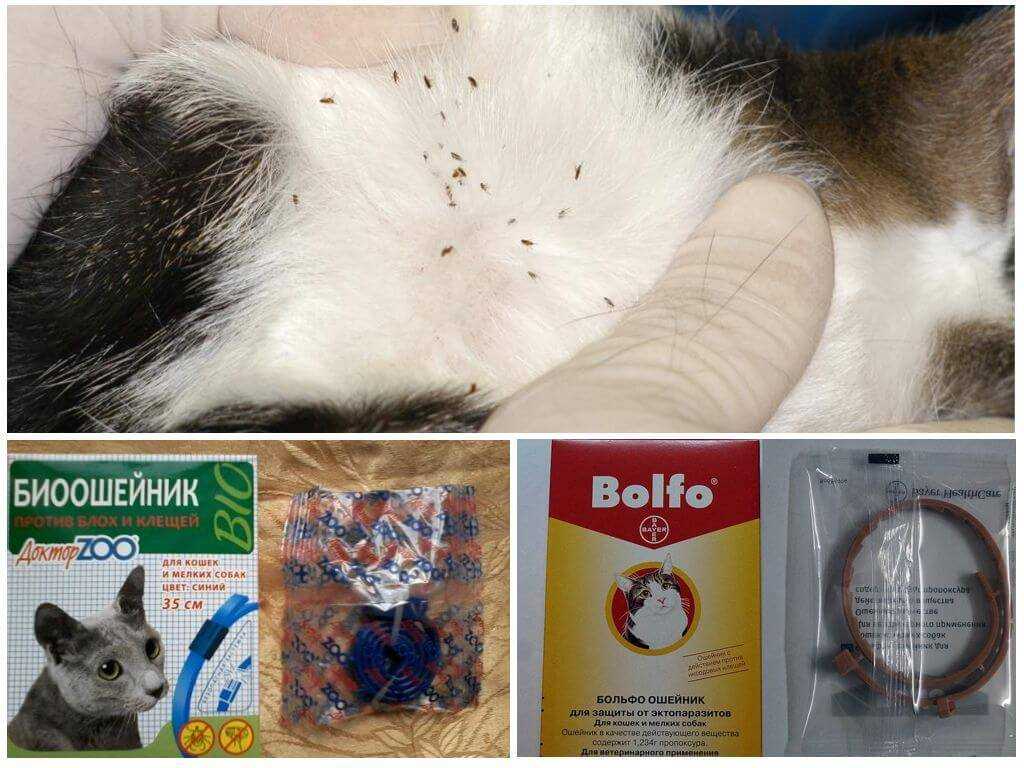 Ошейники для котят от блох - обзор и инструкция по применению