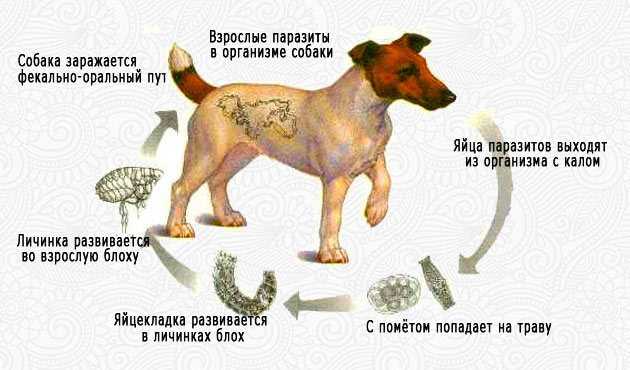 Какими болезнями можно заразиться от собаки? можно ли подхватить глисты от собаки?