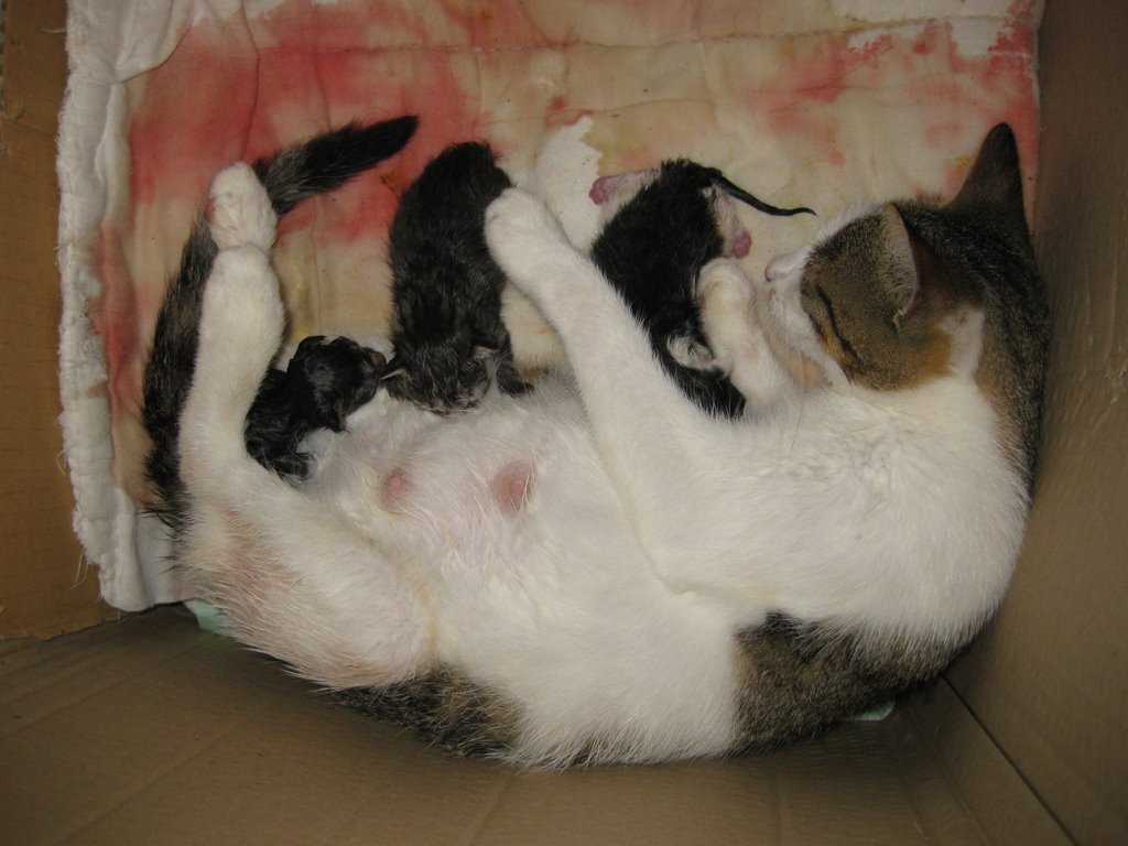 Беременность у кошки: сколько длится вынашивание котят, как понять, что питомица беременна и другие аспекты