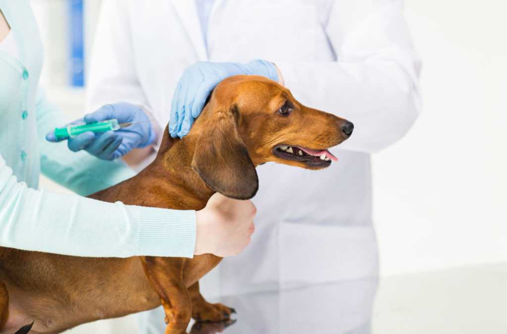 Как сделать укол собаке: совет ветеринара | блог ветклиники "беланта"