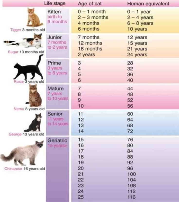 До скольки лет живут домашние кошки — средний возраст