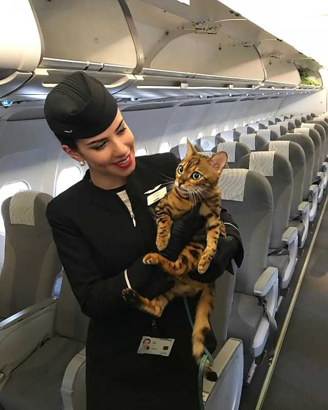 Как перевезти кота в самолете. советы эксперта