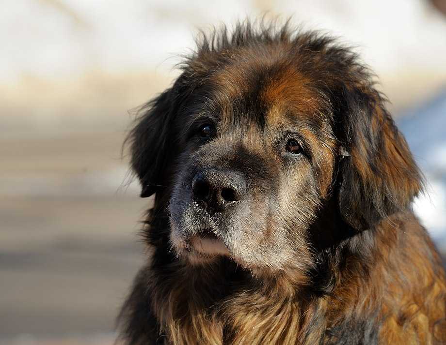 Описание породы собак, продолжительность жизни, цена леонбергера