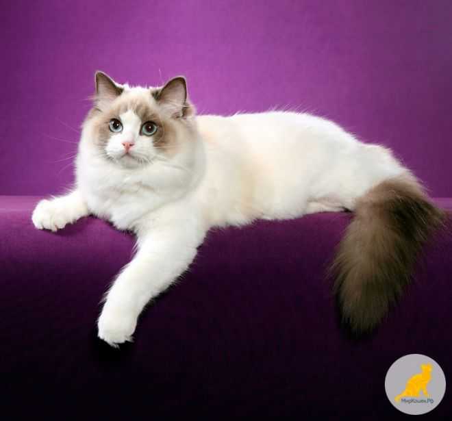 Рэгдолл кошка: описание породы, фото