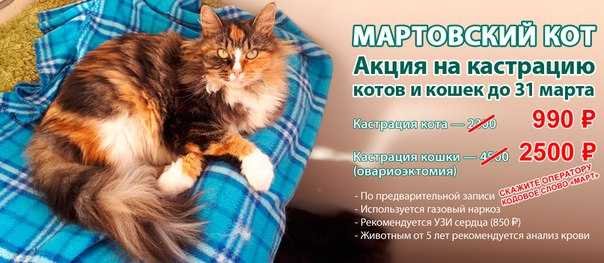Почему кот лижется после кастрации - oozoo.ru