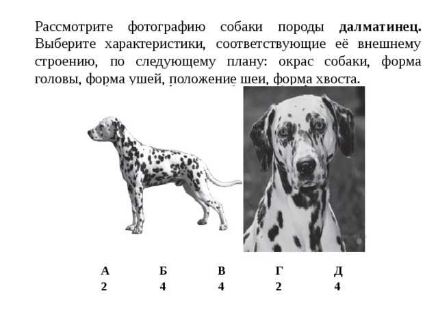 Далматин собака. описание, особенности, уход и цена далматина | sobakagav.ru