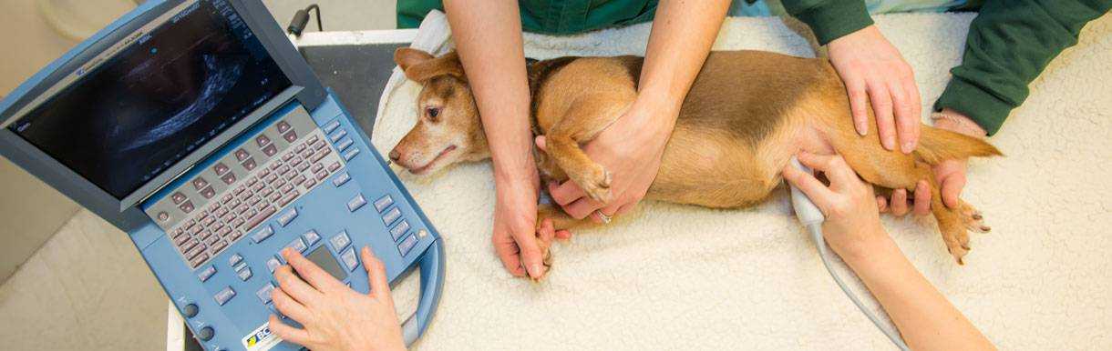 Средства защиты для щенка, кормящей и беременной собаки против паразитов - болезни и симптомы
средства защиты для щенка, кормящей и беременной собаки против паразитов - болезни и симптомы