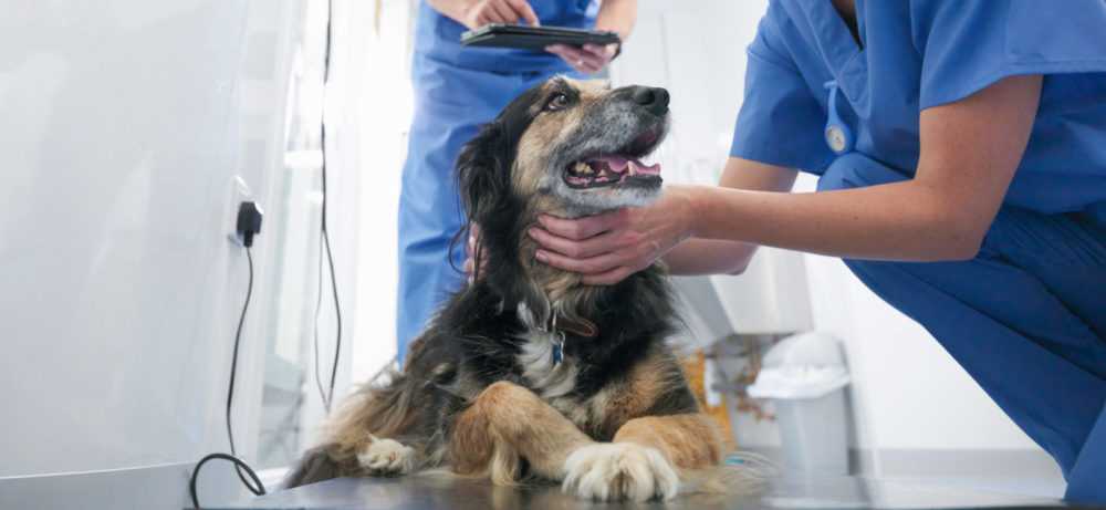 Анафилактический шок у собак: причины и последствия