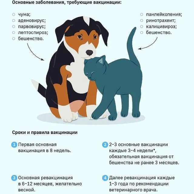 Почему нельзя целовать собак: главные причины и логические объяснения  ' собаки '
