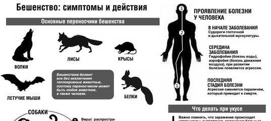 Бешенство у кошек - симптомы, диагностика и профилактика заболевания | caticat.ru