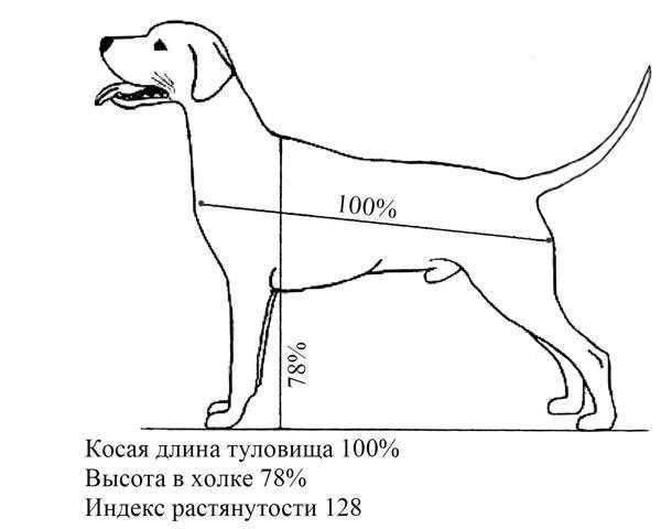 Руководство, где находится холка у собаки и как правильно измерить рост питомца