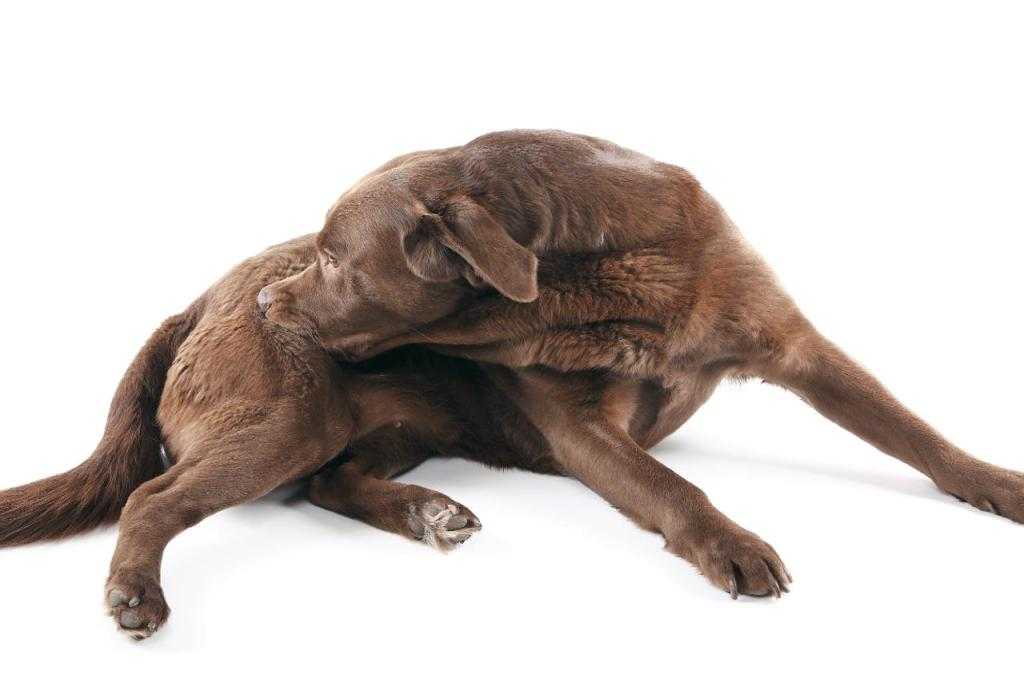 Кашель как проявление заболеваний желудочно-кишечного тракта у собак | хронический фарингит у собаки как следствие заброса желудочного содержимого в пищевод | лечение в ветклинике санавет