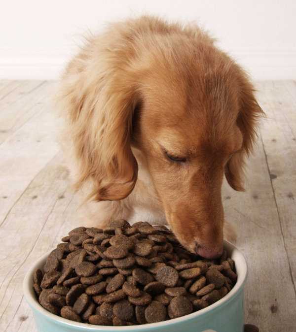 Собака перестала есть сухой корм: что делать?