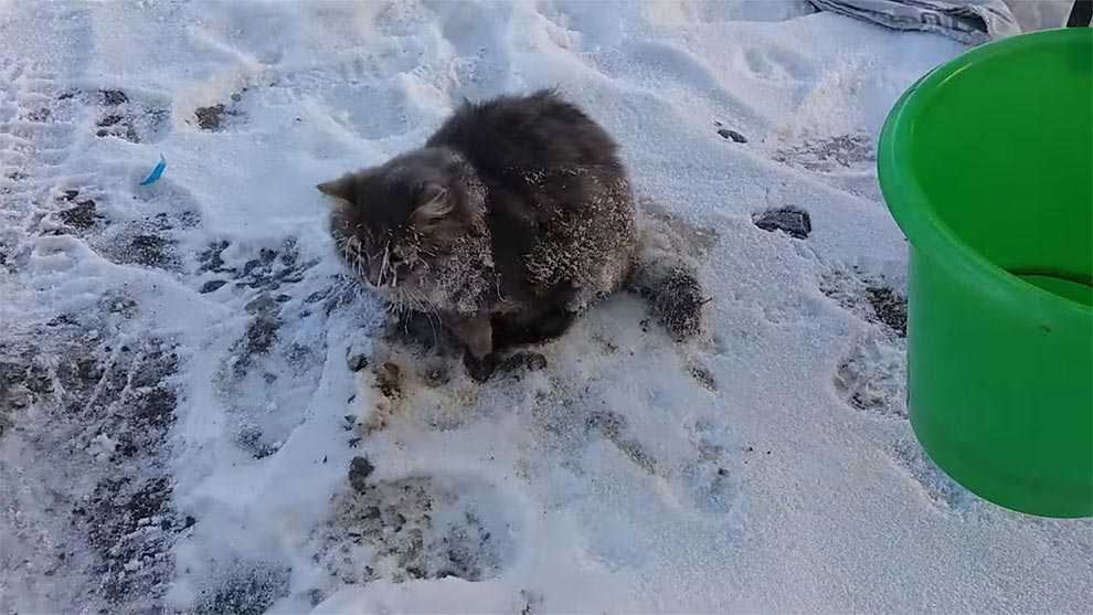 Какую температуру выдерживают котята на улице
