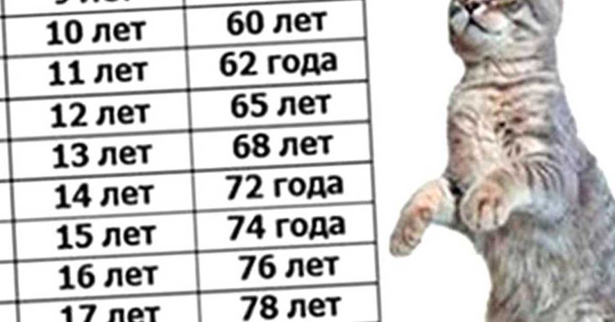 Как посчитать возраст кошки на человеческий, за сколько идет год у кота, как рассчитать самостоятельно