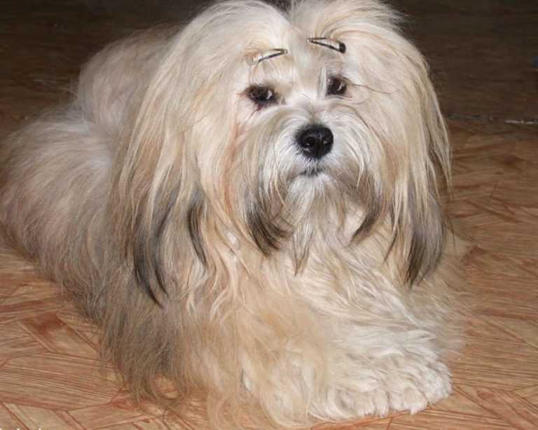 Лхаса апсо: описание породы собак, цена щенков