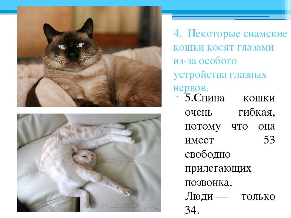 Сиамские кошки (70 фото): как выглядят коты и котята сиамской породы? описание видов. особенности окраса. отзывы владельцев