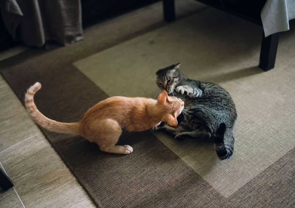 Почему кот стал агрессивным и нападает на хозяина или других животных