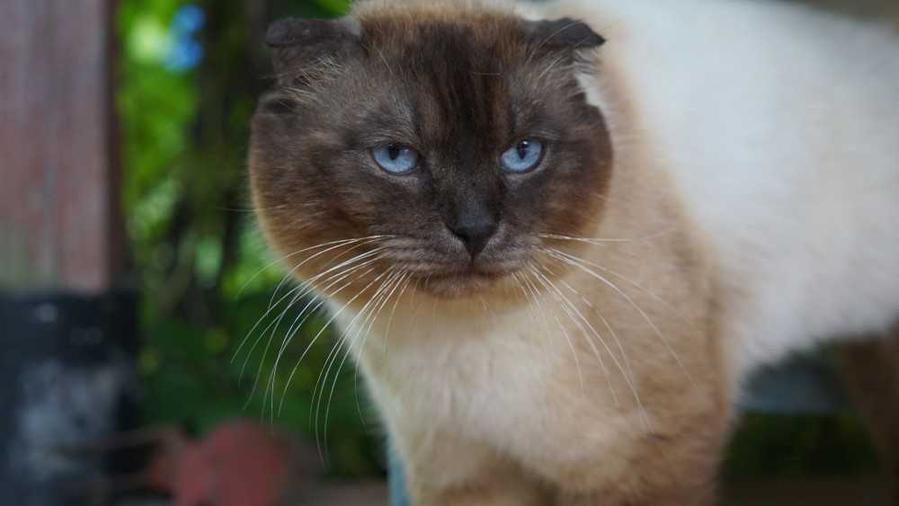 Сиамская кошка: фото котят, описание, характер, родина породы, разновидности