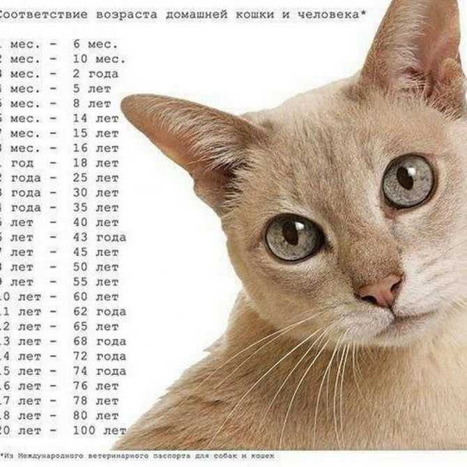Возраст кошки по человеческим меркам и таблица перевода